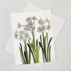 Bulb & Blossom's Paperwhite Notecard features a watercolor illustration of white narcissus flowers printed on linen-textured cardstock, blank inside with white envelope.