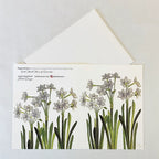 Bulb & Blossom Paperwhite Notecard featuring watercolor artwork of white narcissus blooms on slender green stems.