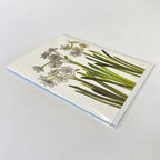 White paperwhite narcissus watercolor notecard from Bulb & Blossom.