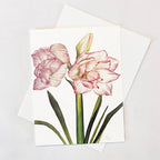 Pink Amaryllis Notecard with watercolor botanical artwork.