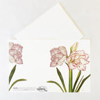 Pink amaryllis notecard with watercolor wraparound design.