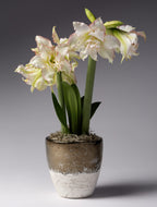 Small Cement Pot with Bronze Dip