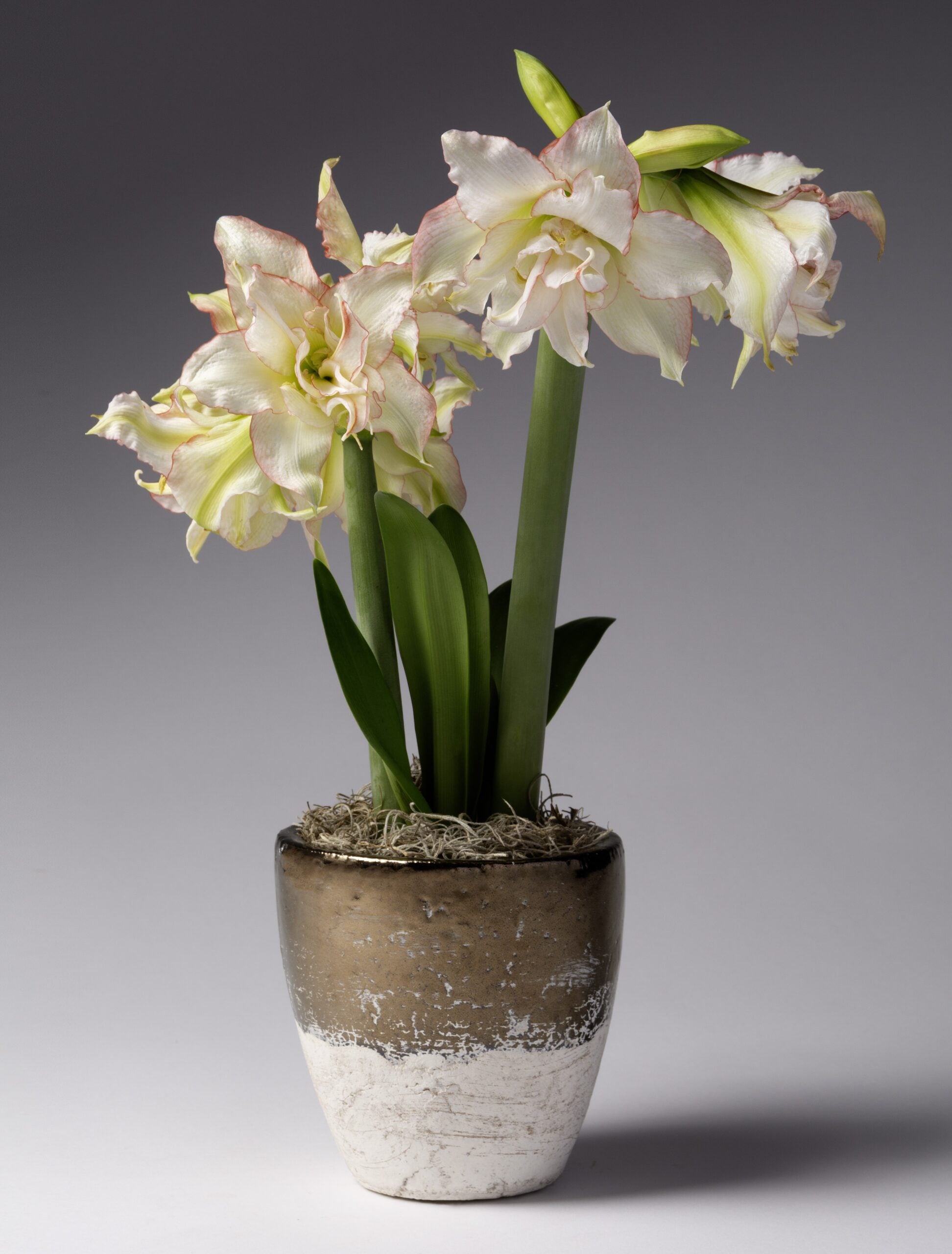 Small Cement Pot with Bronze Dip