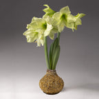 Bulb & Blossom's Calendula Petal covered amaryllis bulb will produce multiple stems of pale yellow amaryllis blooms. Bulbs are coated in wax and a layer of dried orange calendula petals, and need no water or soil to bloom.