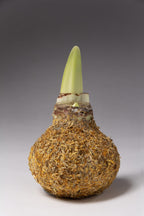 Bulb & Blossom's Calendula Petal covered amaryllis bulb will produce multiple stems of pale yellow amaryllis blooms. Bulbs are coated in wax and a layer of dried orange calendula petals, and need no water or soil to bloom.