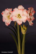 Amadeus Amaryllis Collection