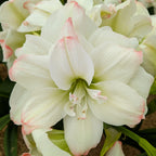 A close-up of the Candy Amadeus Amaryllis shows its large white flower with soft pink-edged petals, set against a backdrop of similar blooms and lush green leaves.