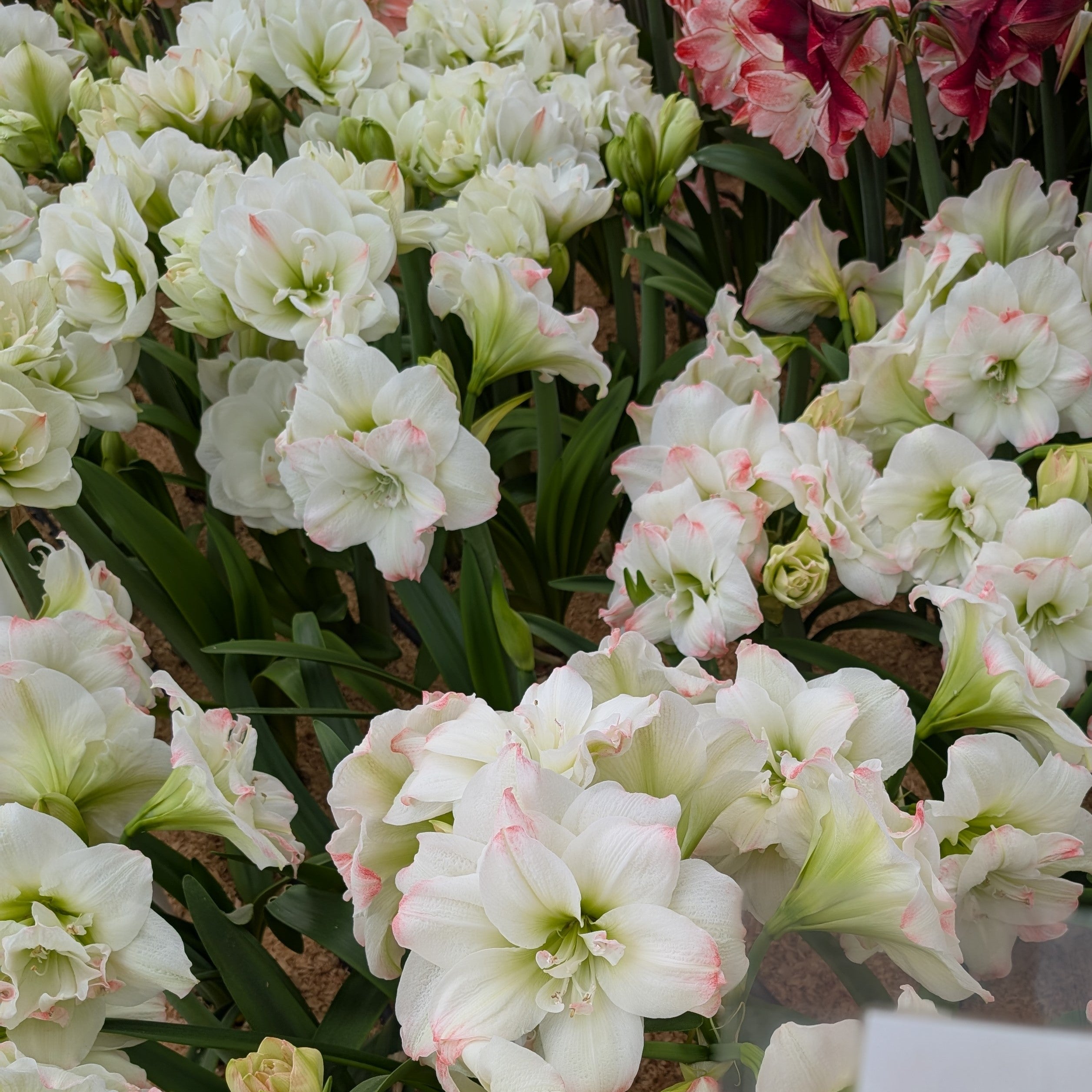 Candy Amadeus Amaryllis showcases its stunning, deep pink blossoms amidst a cluster of white amaryllis flowers with soft pink edges, surrounded by green leaves.
