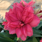 Candy Nymph Dutch Amaryllis bulbs from Bulb & Blossom will produce multiple stems of large bright pink double blooms with subtle white accents.