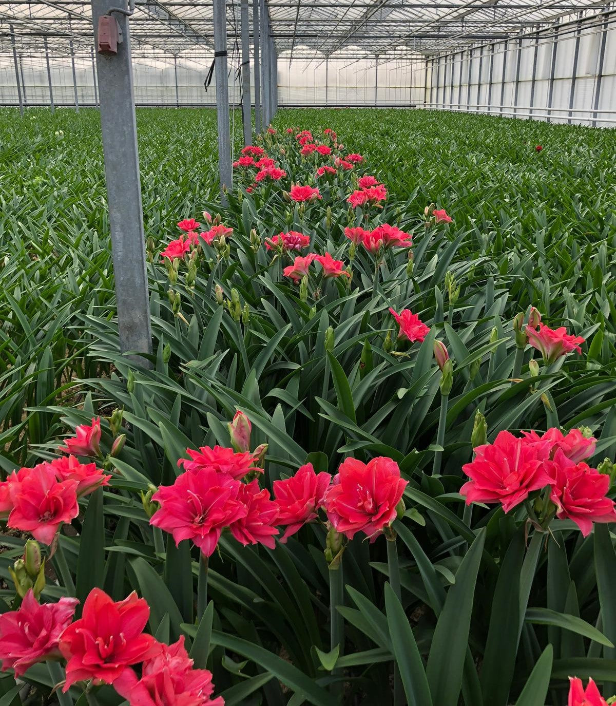 Candy Nymph Dutch Amaryllis bulbs from Bulb & Blossom will produce multiple stems of large bright pink double blooms with subtle white accents.