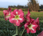 Cape Horn Amaryllis features vibrant pink blooms with white centers and green throats, showcased outdoors in a field with blurred greenery and trees in the background.