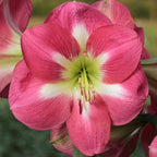 Close-up of the Cape Horn Amaryllis flower, featuring vibrant petals with white and green accents at the center, detailed stamens, and set against a softly blurred natural background.
