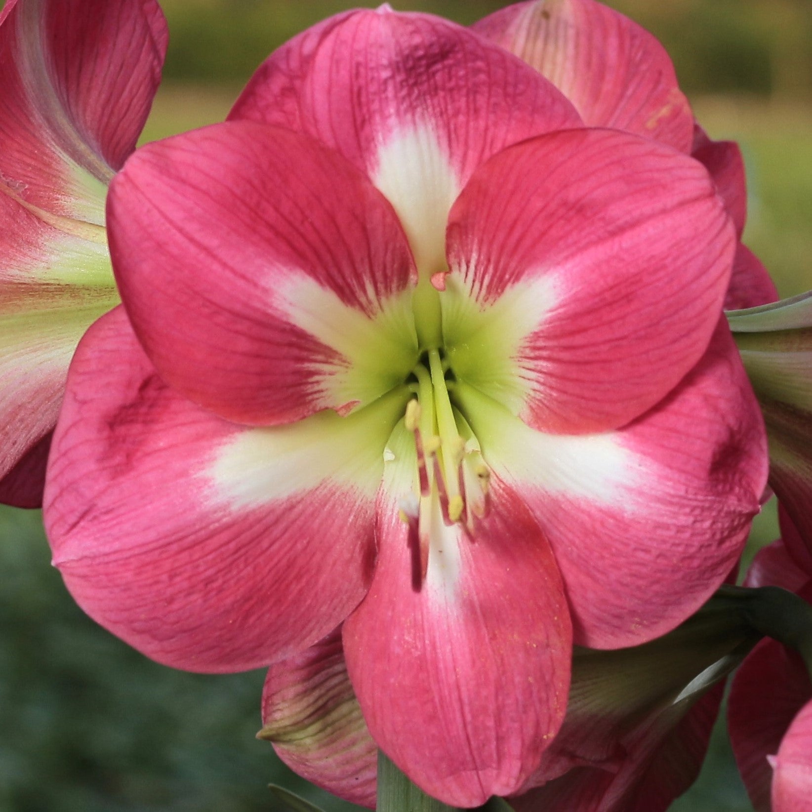 Close-up of the Cape Horn Amaryllis flower, featuring vibrant petals with white and green accents at the center, detailed stamens, and set against a softly blurred natural background.