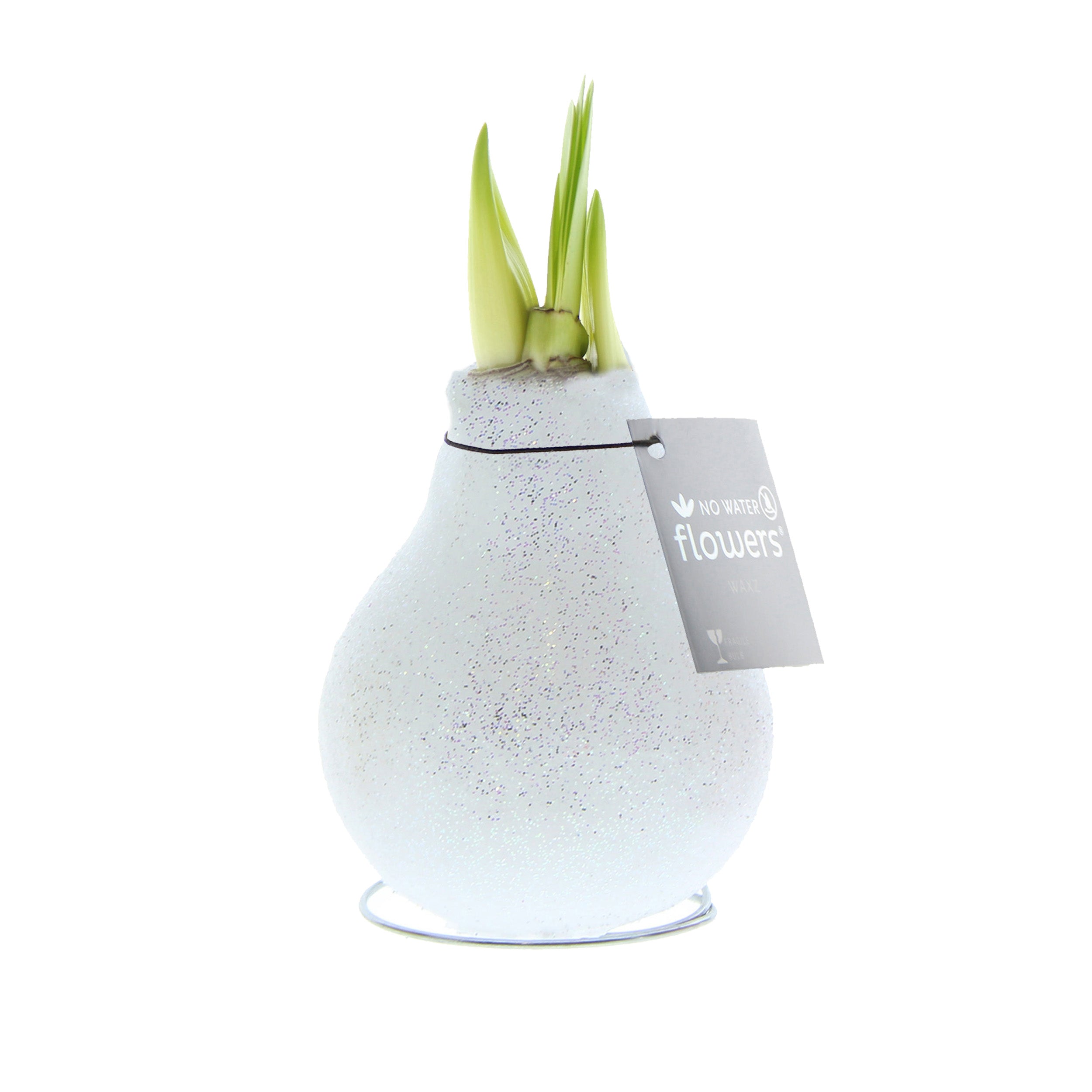 A white-blooming amaryllis bulb covered in iridescent white glitter is part of the Champagne Toast Waxed Amaryllis Bulb Trio from Bulb & Blossom. Bulbs need no soil or water to grow.