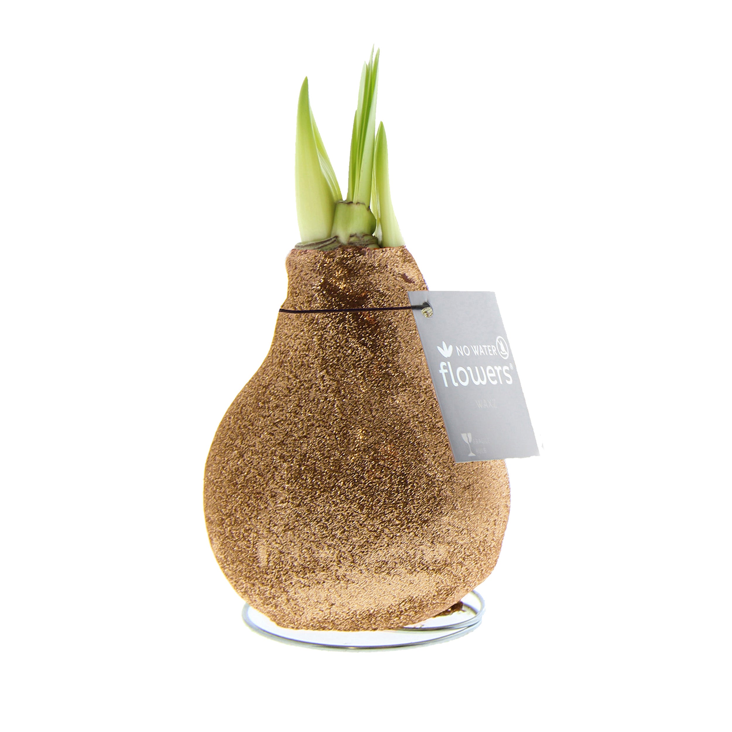 A white-blooming amaryllis bulb covered in antique gold glitter is part of the Champagne Toast Waxed Amaryllis Bulb Trio from Bulb & Blossom. Bulbs need no soil or water to grow.