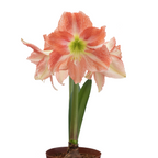 The Charmed Amaryllis features large pink and white striped flowers with long green leaves in a pot, set against a white background.