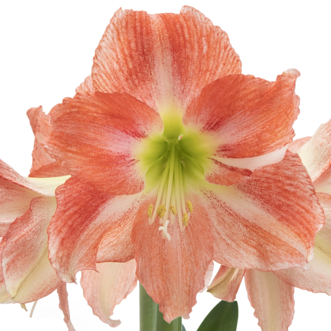 Close-up of a Charmed Amaryllis flower displaying large peach and white petals, a green center, and prominent stamens. Blurred petals from additional Charmed Amaryllis flowers can be seen in the background.