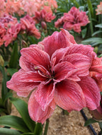 Cherry Amadeus