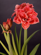 Cherry Amadeus