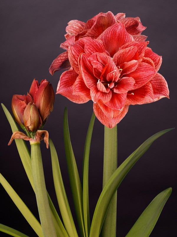 Cherry Amadeus