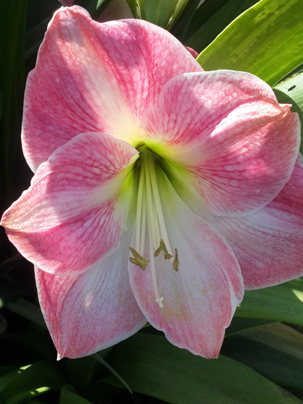 Close-up of a vibrant Cherry Blossom Amaryllis flower with white and yellow accents at its center, surrounded by green leaves. The flower's petals exhibit delicate veining, and its stamen and pistil are visible emerging from the middle.