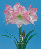 A close-up of a blooming Cherry Blossom Amaryllis flower against a clear blue sky. The flower has several large blossoms with pink and white petals, prominent green-yellow centers, and elongated green leaves and stem. The logo "FACTION" is visible near the bottom center.