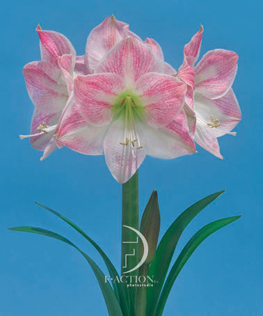 A close-up of a blooming Cherry Blossom Amaryllis flower against a clear blue sky. The flower has several large blossoms with pink and white petals, prominent green-yellow centers, and elongated green leaves and stem. The logo "FACTION" is visible near the bottom center.