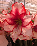 A close-up of the Chiara Amaryllis showcases its large white petals streaked with vibrant red, blooming in a sunlit greenhouse with blurred flowers in the background.