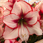 Close-up of the Chiara Amaryllis, featuring white petals edged and streaked with vibrant red and prominent stamens. Other Chiara Amaryllis blooms appear softly blurred in the background.