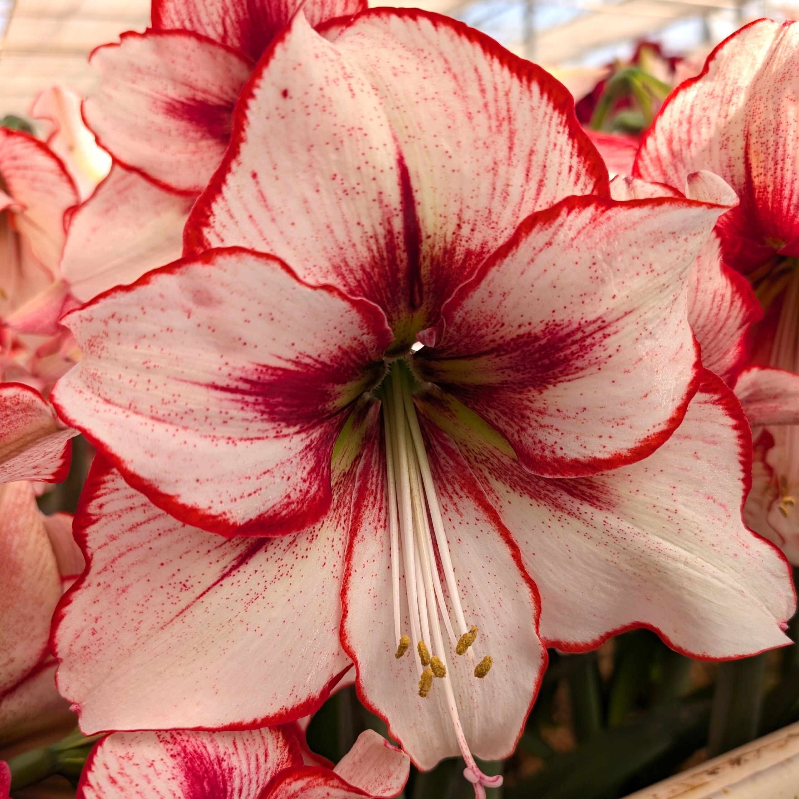 Close-up of the Chiara Amaryllis, featuring white petals edged and streaked with vibrant red and prominent stamens. Other Chiara Amaryllis blooms appear softly blurred in the background.