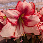 A close-up of the Chiara Amaryllis displays its white petals with bold red edges and streaks, featuring prominent stamens against a backdrop of a greenhouse structure.