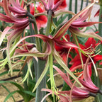 Chico Cybister Dutch Amaryllis bulbs from Bulb & Blossom will produce multiple stems of spidery blooms with narrow curling petals in shades of burgundy and pale green.