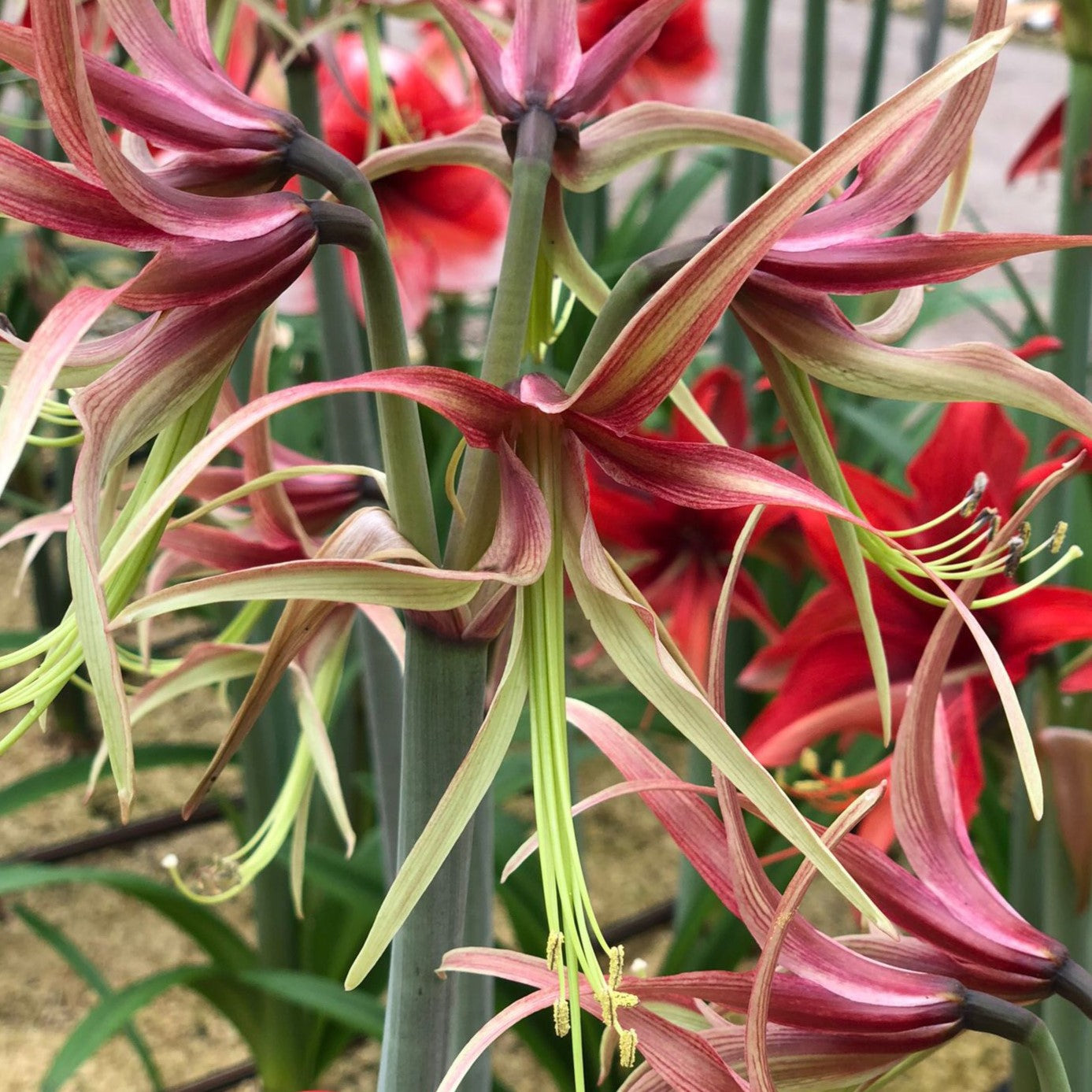 Chico Cybister Dutch Amaryllis bulbs from Bulb & Blossom will produce multiple stems of spidery blooms with narrow curling petals in shades of burgundy and pale green.