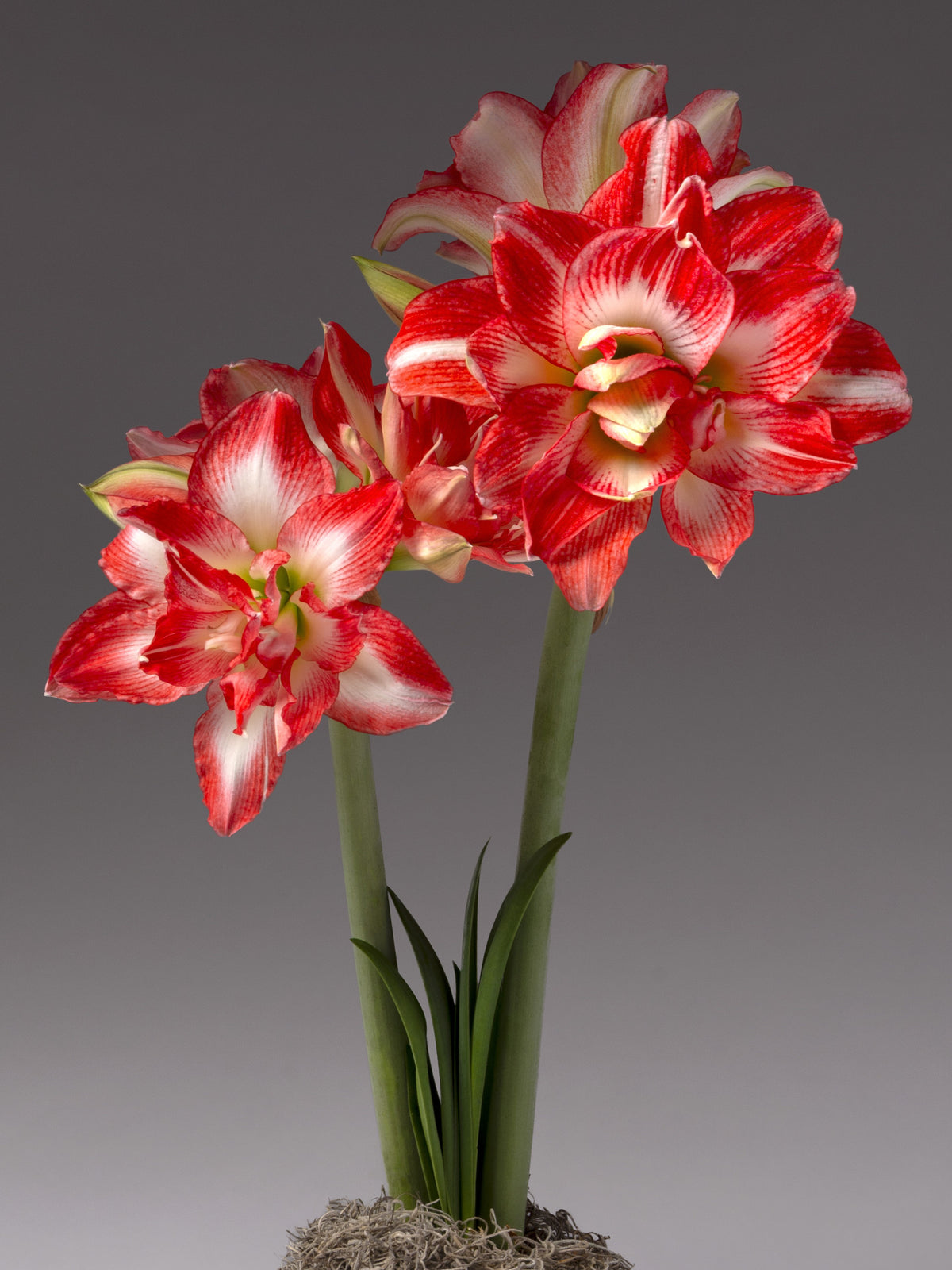 an amaryllis sprouts from a base of spanish moss with two stems topped with coral and white colored double blooms.