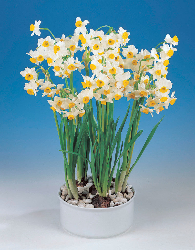 A white pot with pebbles holds tall green stems from the Chinese Sacred Lily Paperwhites - Bare Bulb 10 Pack, topped with clusters of small white and yellow daffodil-like flowers, set against a blue background.
