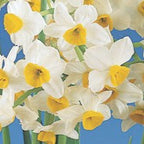 A cluster of Chinese Sacred Lily Paperwhites from the Bare Bulb 10 Pack, featuring white petals with bright yellow centers and green stems, displayed against a blue background.