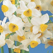 A cluster of Chinese Sacred Lily Paperwhites from the Bare Bulb 10 Pack, featuring white petals with bright yellow centers and green stems, displayed against a blue background.