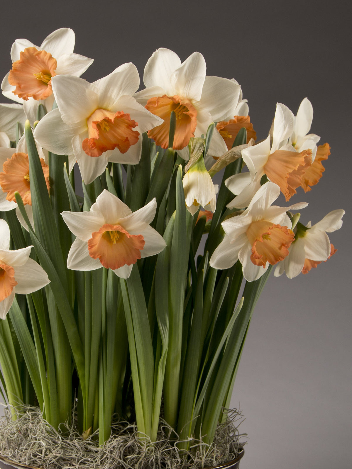 A cluster of white daffodils with orange centers and green stems, arranged in a pot with light-colored moss against a dark gray studio background.
