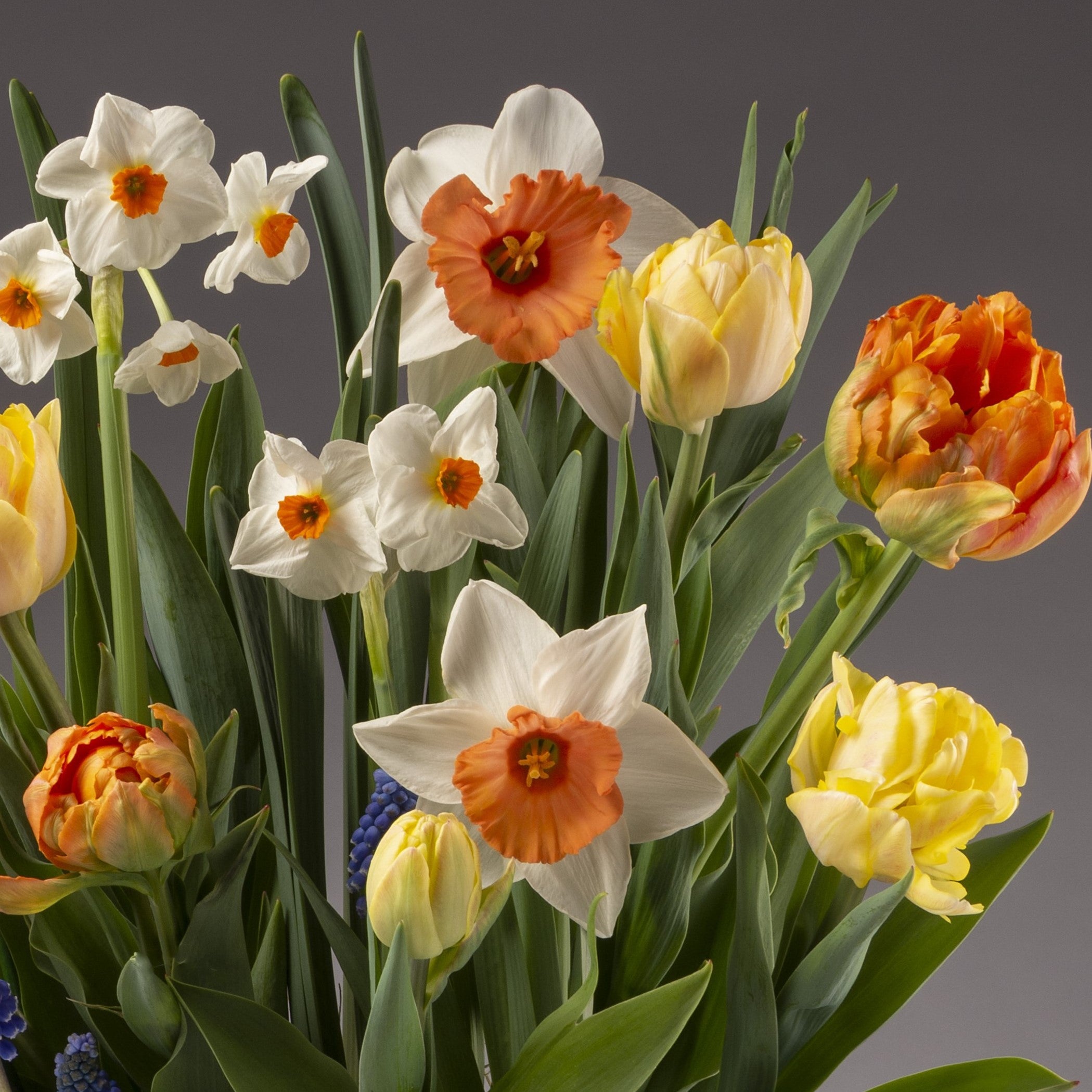 The Citrus Twist Mixed Bulb Garden features yellow tulips, orange-yellow parrot tulips, and white daffodils with vibrant centers, beautifully arranged against a neutral gray background.