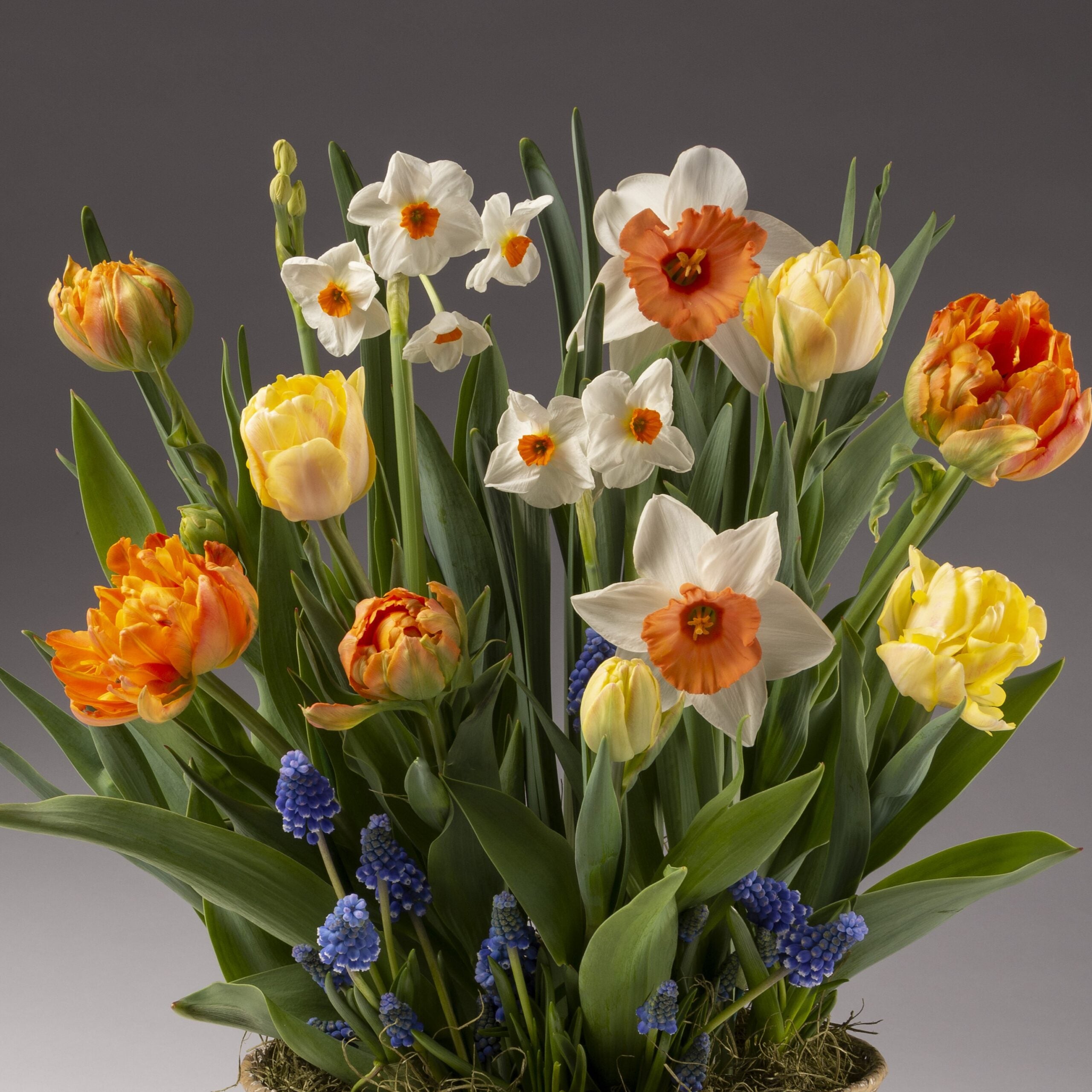 The Citrus Twist Mixed Bulb Garden displays yellow and orange tulips, white daffodils with orange centers, and blue grape hyacinths, all arranged against a neutral gray background.