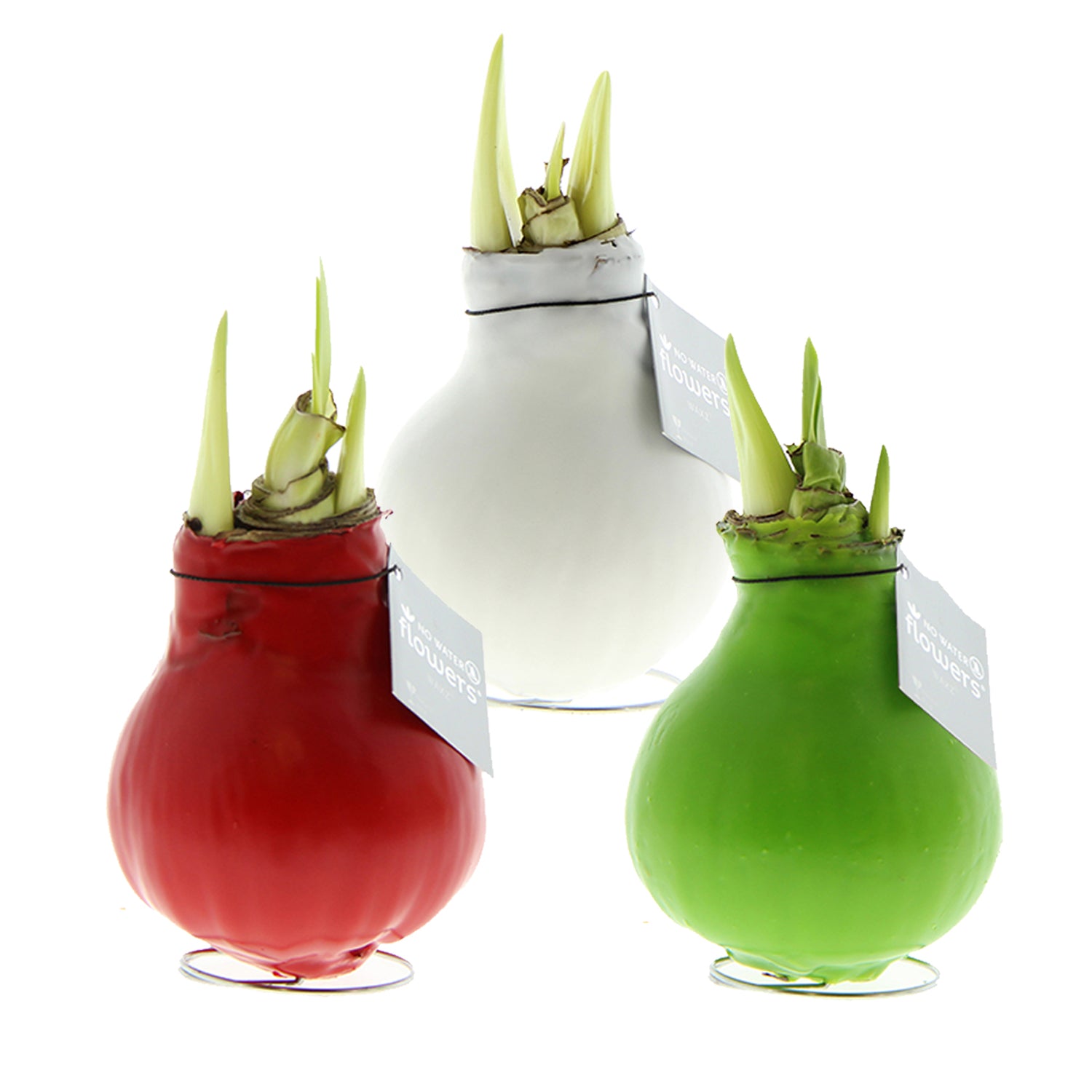 Three waxed amaryllis bulbs in red, white, and green colors, arranged in a pyramid with green amaryllis buds emerging.