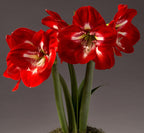 A close-up of vibrant red flowers from the Cocktail Amaryllis - Bare Bulb in full bloom against a neutral background. The blooms feature large petals with striking white streaks near the center, supported by tall green stems and narrowly shaped green leaves at the base.