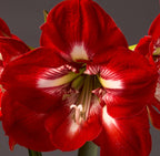 A close-up of a red Cocktail Amaryllis - Bare Bulb flower with large, vibrant petals showcasing white streaks and a detailed center that highlights the stamens and pistil. The dark background accentuates the rich colors and intricate patterns of the bloom.