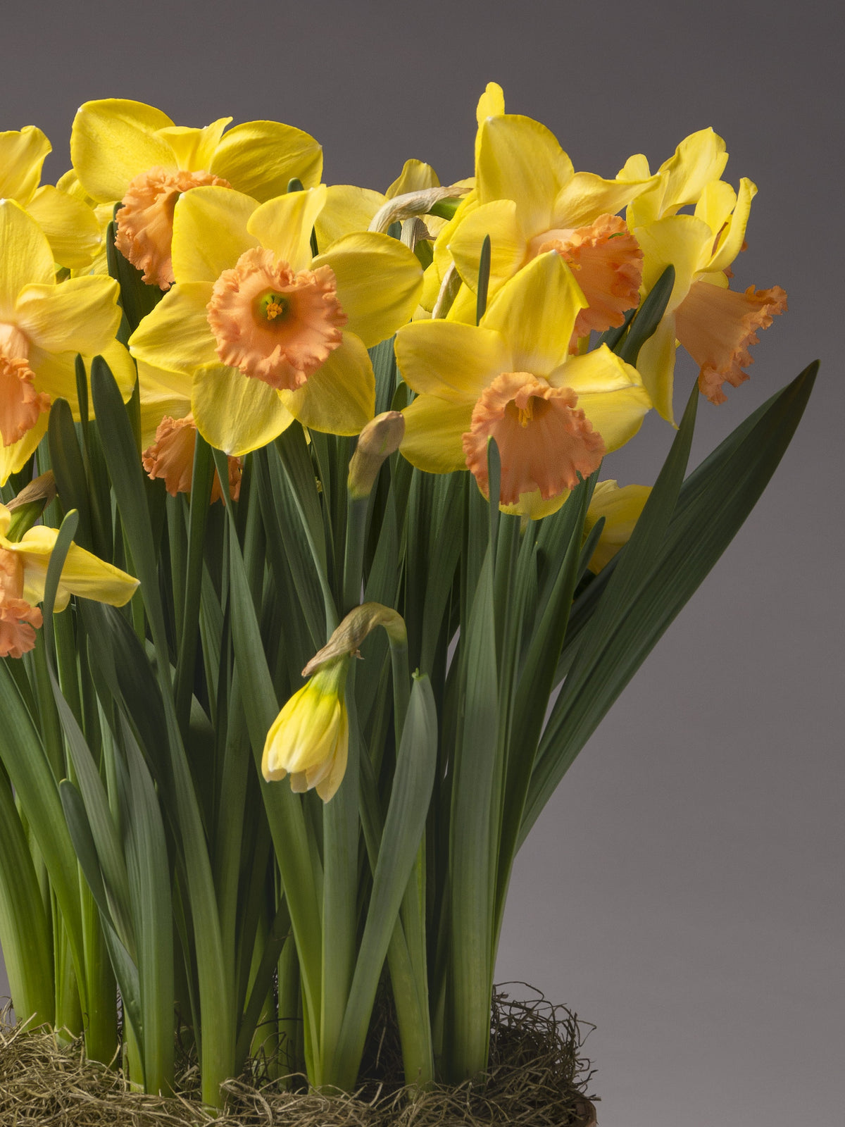 A cluster of yellow daffodils with peach colored cups sprouts from a base of sphagnum moss.