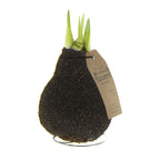A waxed amaryllis bulb from the "Waxed Amaryllis Bulb Trio - Natural Cork" collection, featuring a dark brown exterior sprinkled with fine particles and adorned with several green shoots sprouting from the top. It is elegantly supported by a thin metal stand and tagged with a brown label displaying text. These bulbs have a charmingly rustic and organic look, making them ideal for adding a touch of natural decor to any setting.