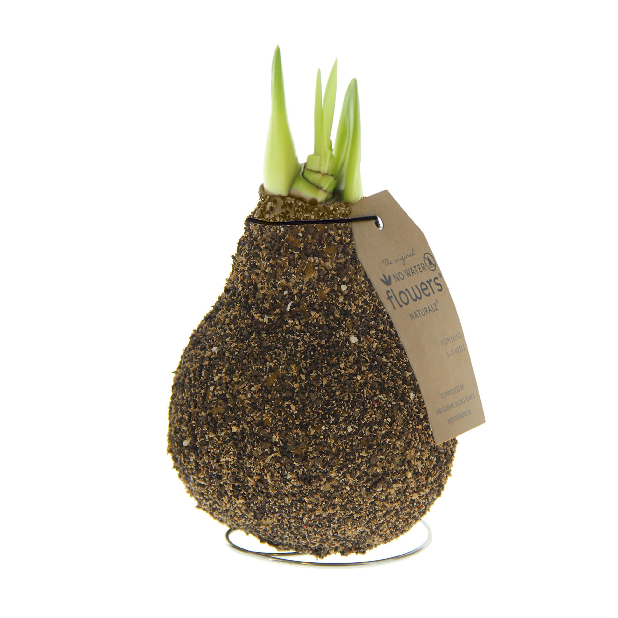 The Waxed Amaryllis Bulb Trio - Natural Cork features a textured brown wax coating that encourages growth without watering. Green shoots are sprouting from the tops of the bulbs. The attached brown tag provides care instructions, and each bulb is presented on a small wire stand.