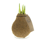 A waxed amaryllis bulb trio with a natural cork finish, featuring green shoots emerging from the top, is elegantly displayed on a small metal stand. The bulb includes a brown tag labeled "flowers" along with additional text.