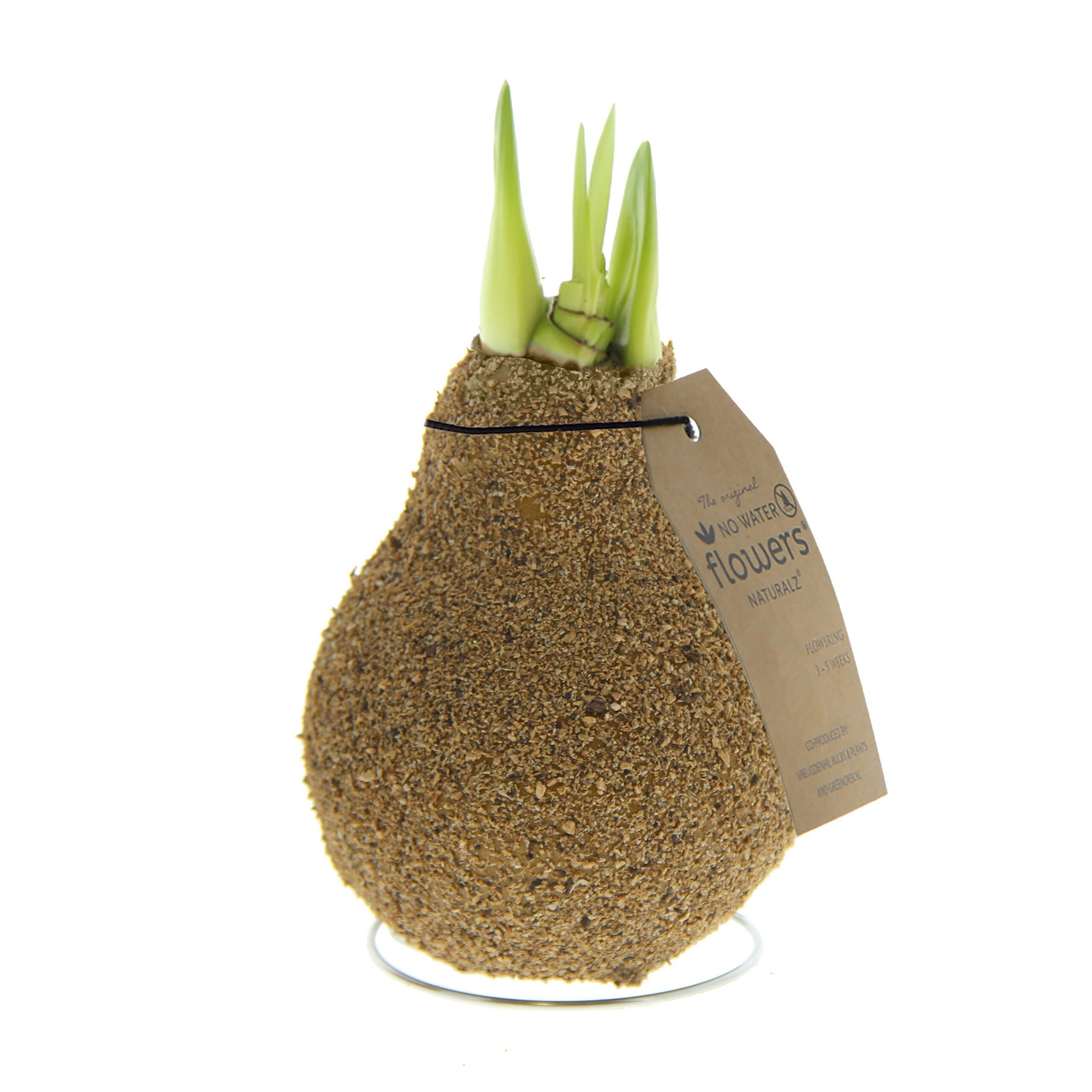 A waxed amaryllis bulb trio with a natural cork finish, featuring green shoots emerging from the top, is elegantly displayed on a small metal stand. The bulb includes a brown tag labeled "flowers" along with additional text.