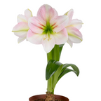 The Cotton Kiss Amaryllis is a potted plant with large, pale pink and white blooms and green leaves, shown isolated on a white background.