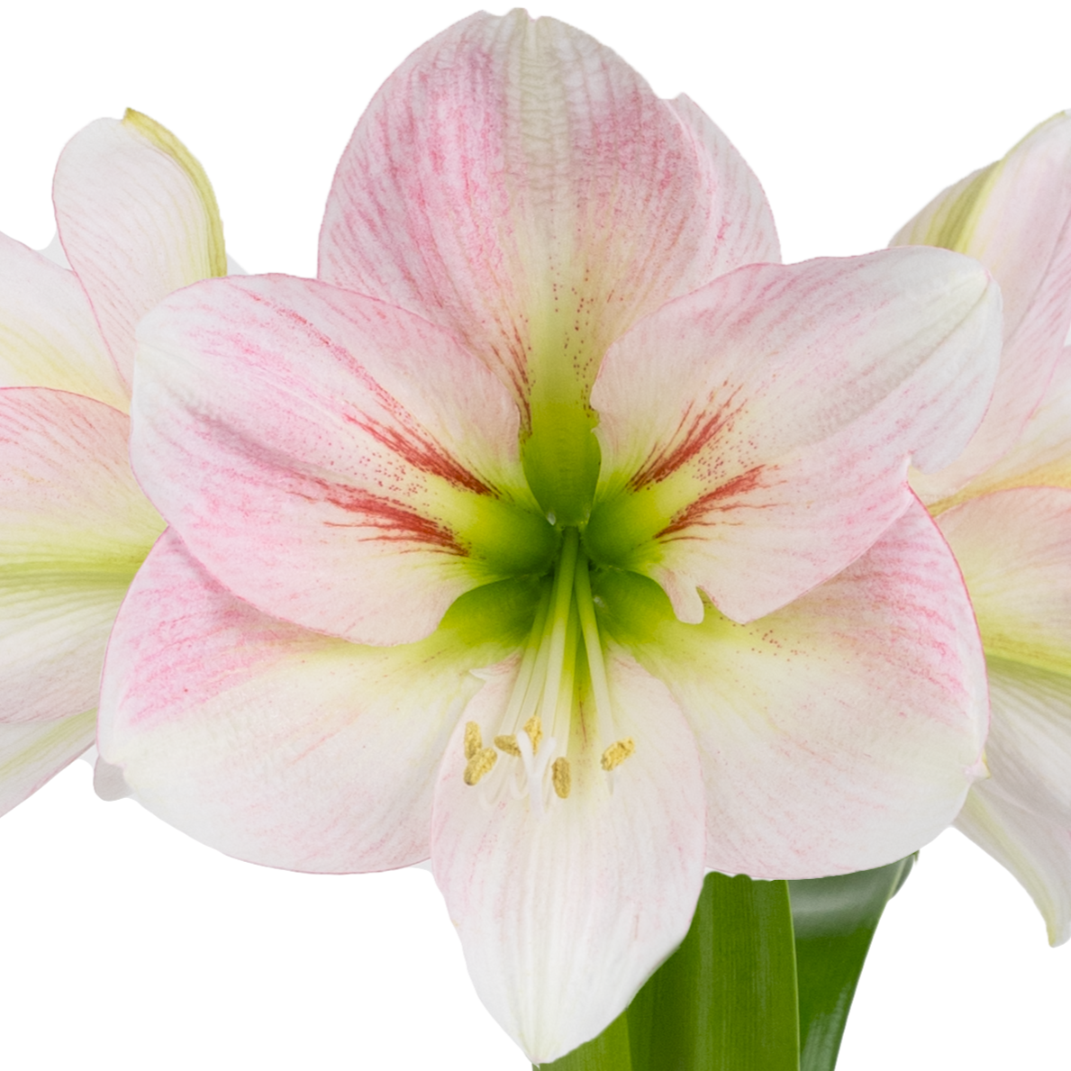 Close-up of the Cotton Kiss Amaryllis, featuring pink and white petals with green accents at the center and prominent stamens, highlighting its delicate beauty against a white background.